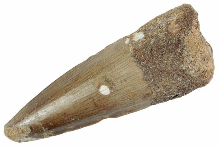 Fossil Spinosaurus Tooth - Real Dinosaur Tooth #367960